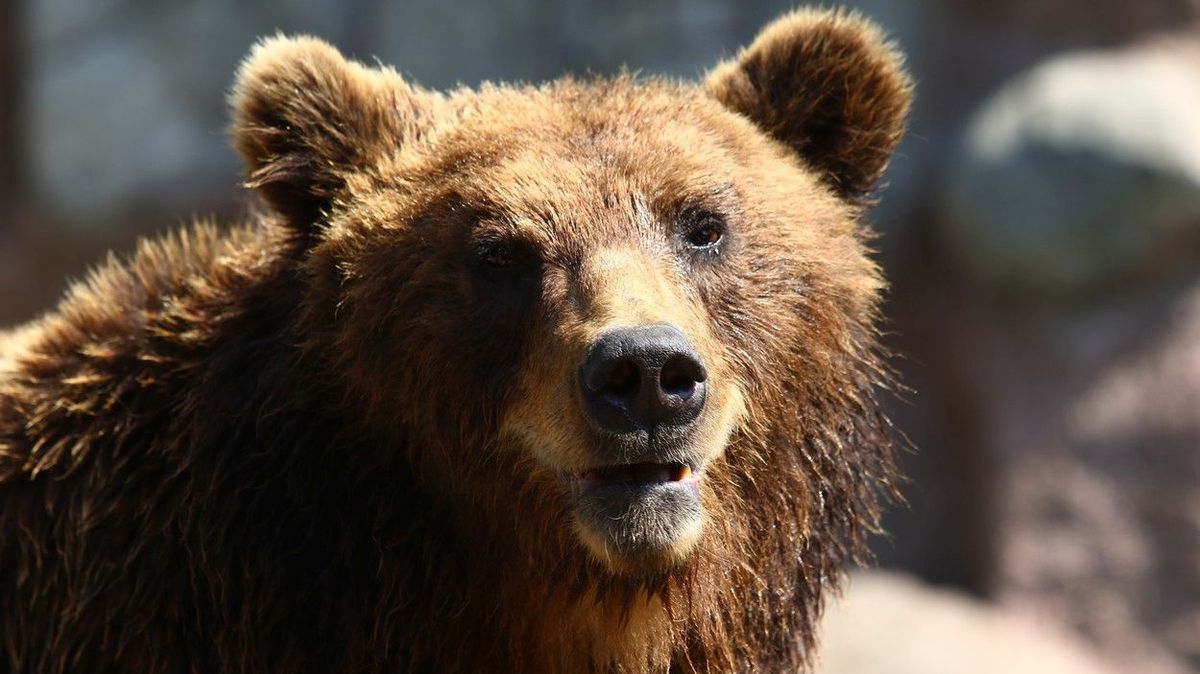 Medvěd těžce zranil ženu na středním Slovensku